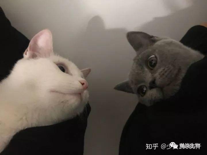 养品种猫的好处,土猫可以和品种猫配吗