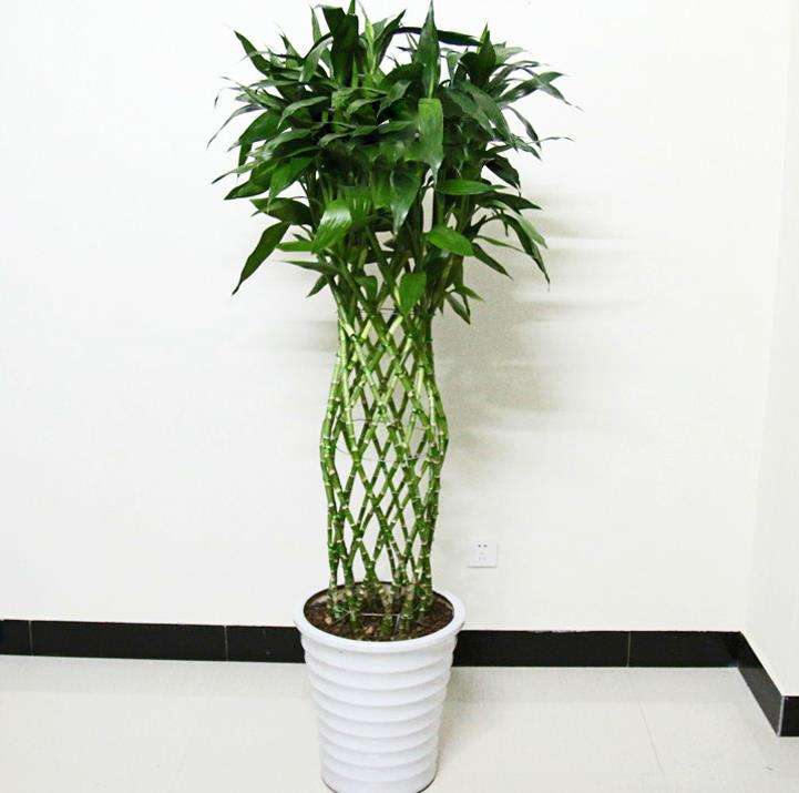 寓意吉祥的3种花洋气又旺家,四种花适合年底养好看而且寓意好