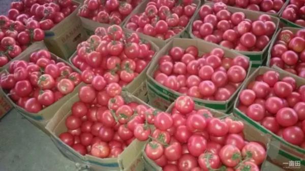 外地亲家来连云港送什么特产呢,外地人回连云港必买的特产