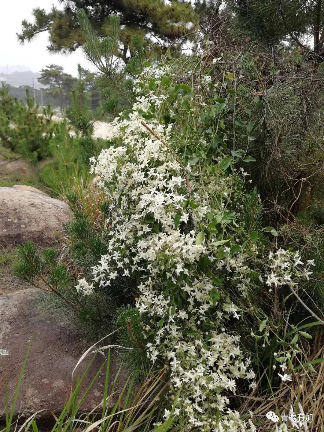 故事：老乐山山顶上的电视转播站