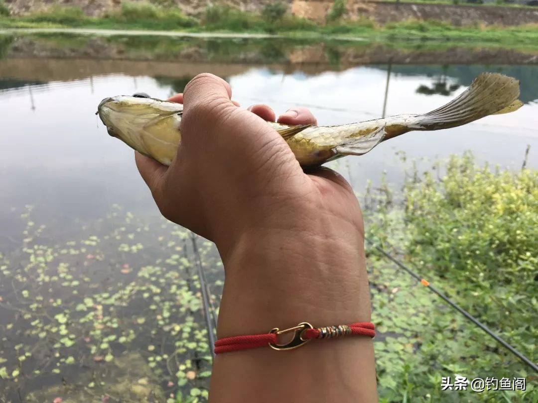 冬天用薯味饵料钓鲤鱼怎么样,薯味黄色风暴配什么饵料