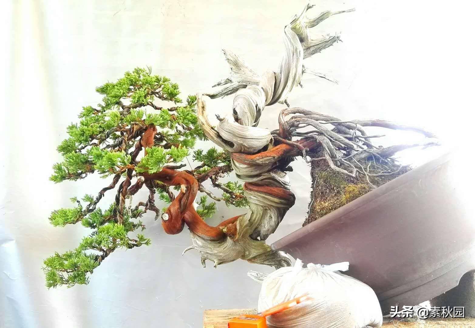 怎样从一棵小苗培养成提根盆景—台湾真柏