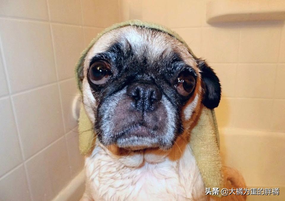 这五种狗别让孩子靠近,十大不宜养的小型犬