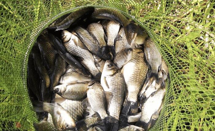 用蚯蚓钓鱼怎么样才上鱼快,用蚯蚓钓鱼如何快速上鱼