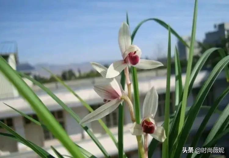 莲瓣兰有收藏价值吗,莲瓣兰12名品图解