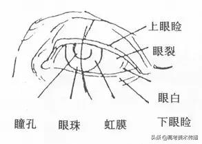 速写五官技法,速写五官的画法精讲