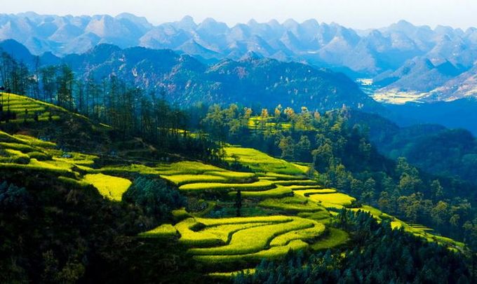 走进春天走进桃花盛开的地方,云南罗平金色花海之旅