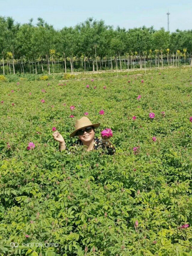 《婶子爱上了农村》