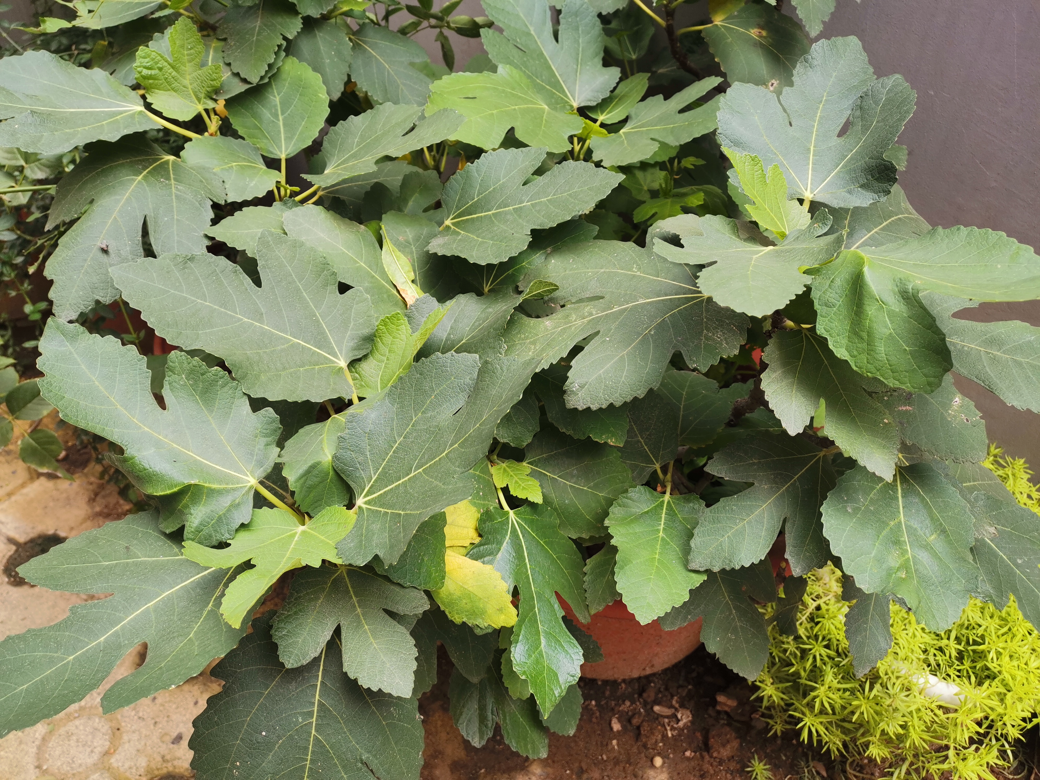 今晚刚种的无花果怎么会落果,盆栽无花果为什么果实干了