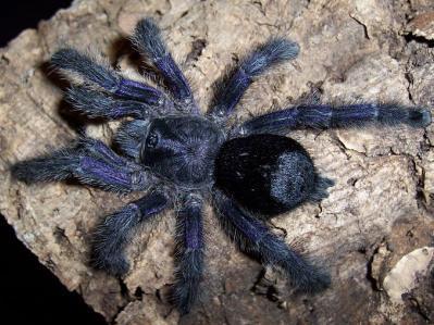 在野外奇形怪状的蜘蛛,各种宠物蜘蛛图片