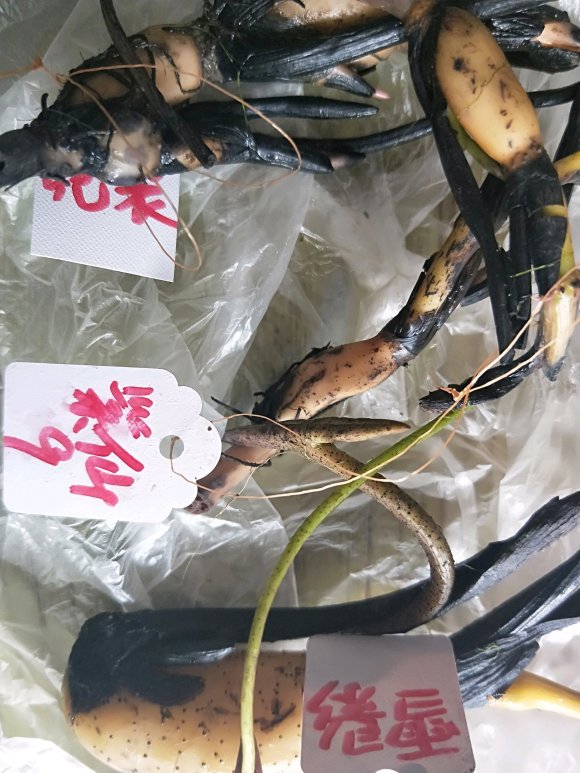 种碗莲几天开叶几天浇水,碗莲种藕种下几天叶片展开