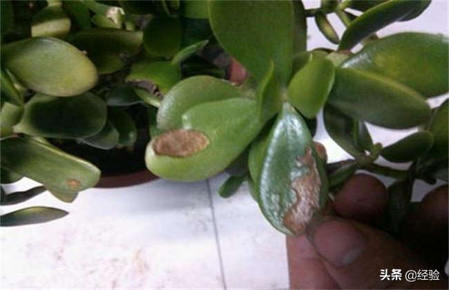 玉树叶子掉完了怎么补救,玉树的叶子上长黑斑一片片掉落