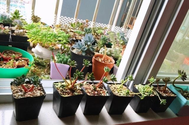 多肉入秋养护重点,多肉超过三十度夏天养护并不难