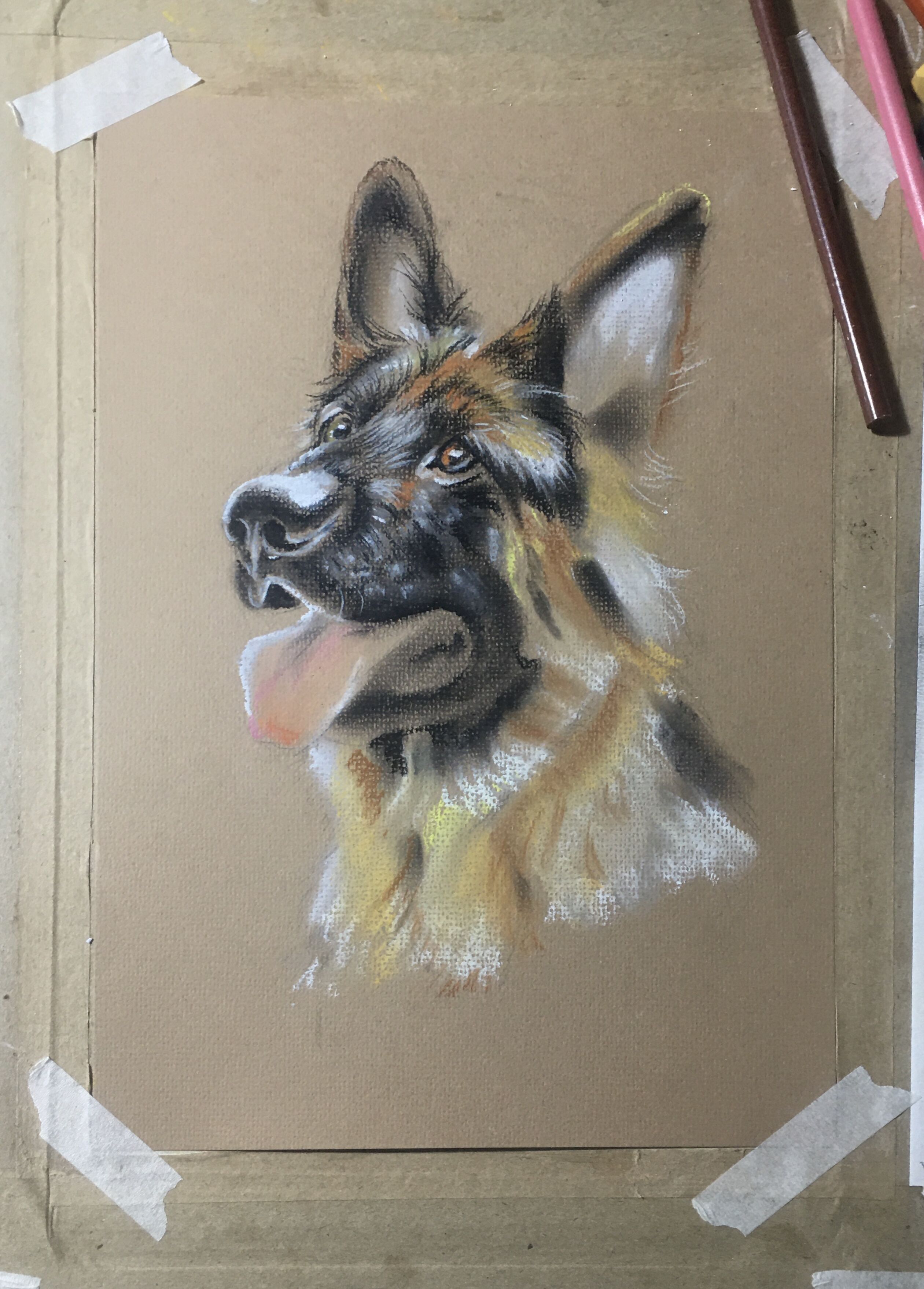 写实彩铅中华田园犬,德牧彩铅画法步骤