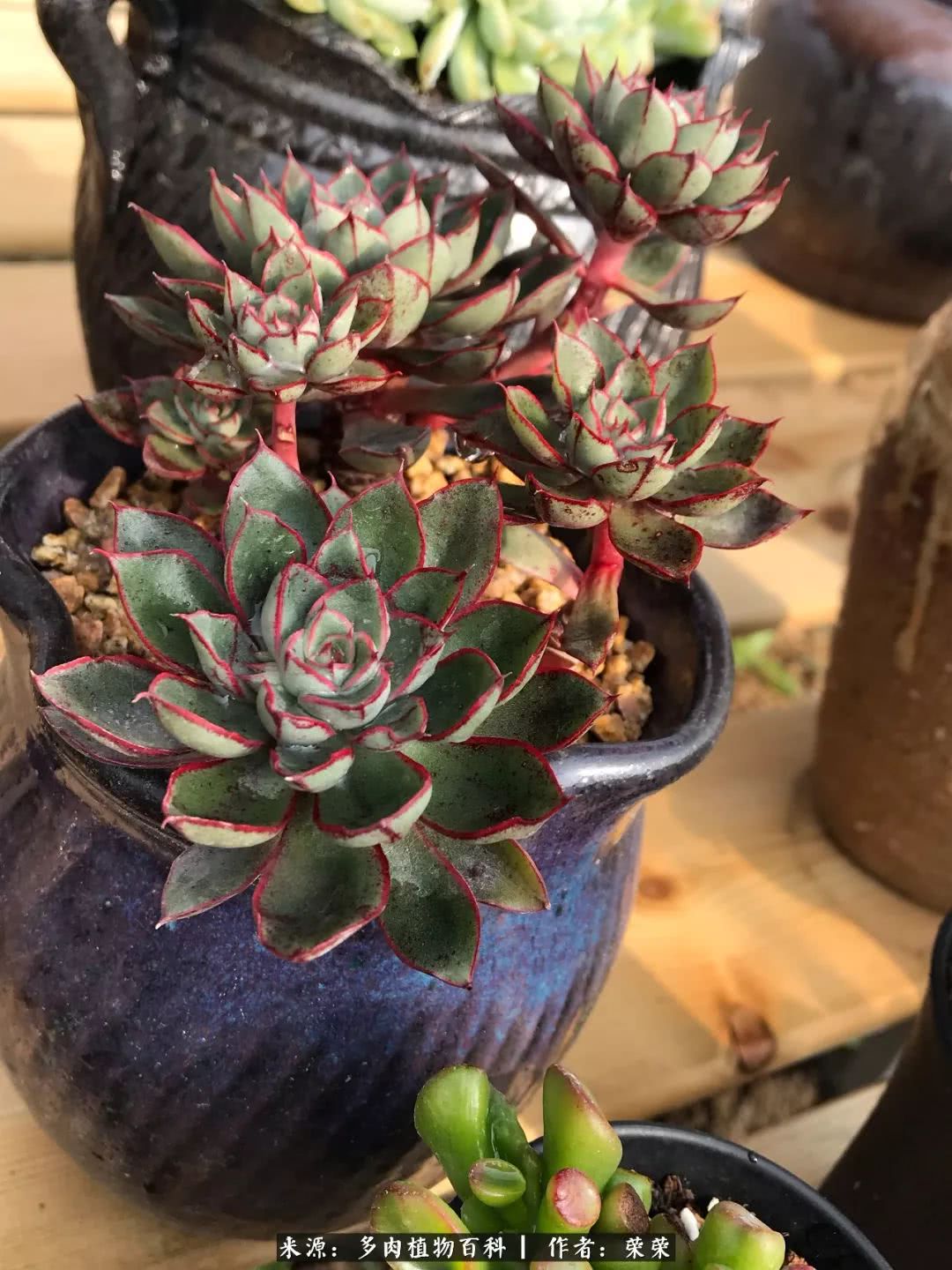 我在包邮区养肉，附多肉越冬度夏养护建议！