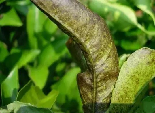 柑橘锈壁虱什么时间发生,柑橘锈壁虱危害图