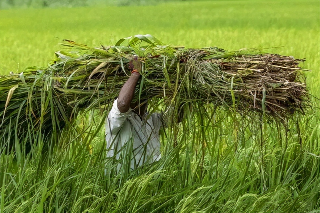 鍗板害鍐滄皯姝屾洸,鍗板害鍐滃か绁炴洸