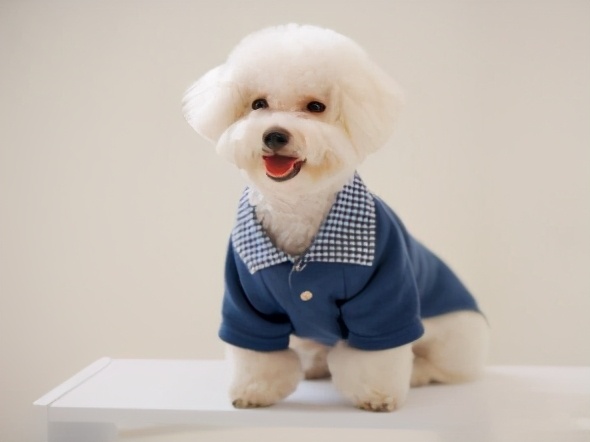 2个多月的比熊犬正常体重多少斤,比熊犬二个月体重应该几斤正常