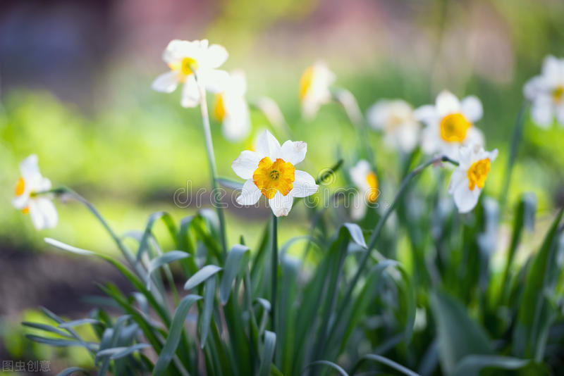 1月至12月生日花的花语,什么花语是祝福生日快乐的花