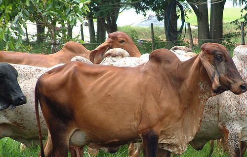 婢虫床涓浗鐗涜倝浼佷笟,婢虫床鐗涜倝鏈潵鍙戝睍瓒嬪娍