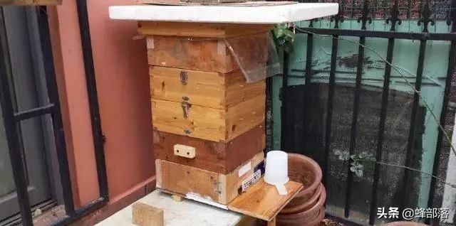 冬天喂白糖蜜蜂会打架是什么原因,蜜蜂在冬天温度最低能承受多少度