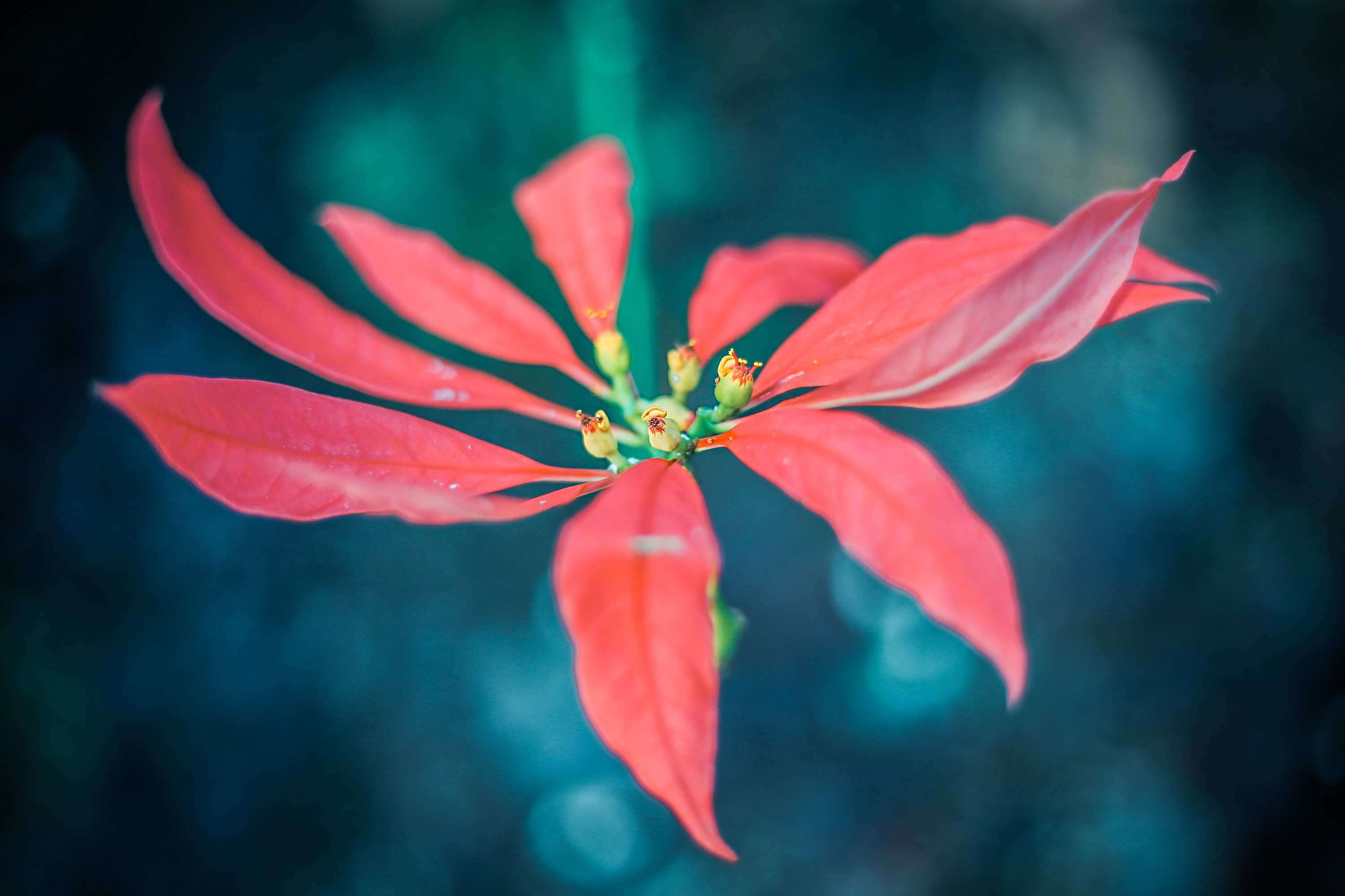 这群猴子拥有龙命，工作就是泡温泉，游客：命还不如一只猴子好