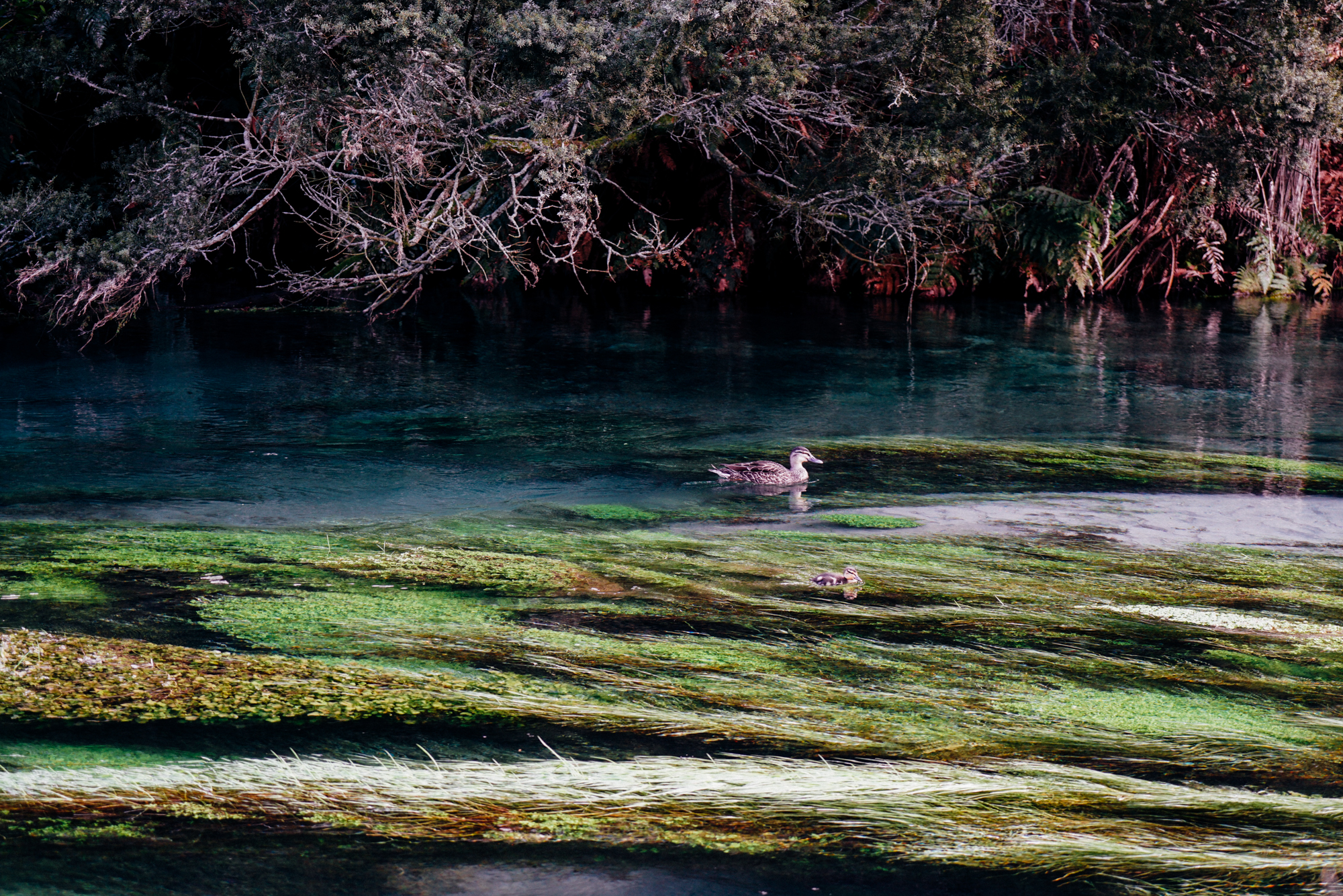 为什么说新西兰是纯净的,新西兰北岛有值得去的地方吗