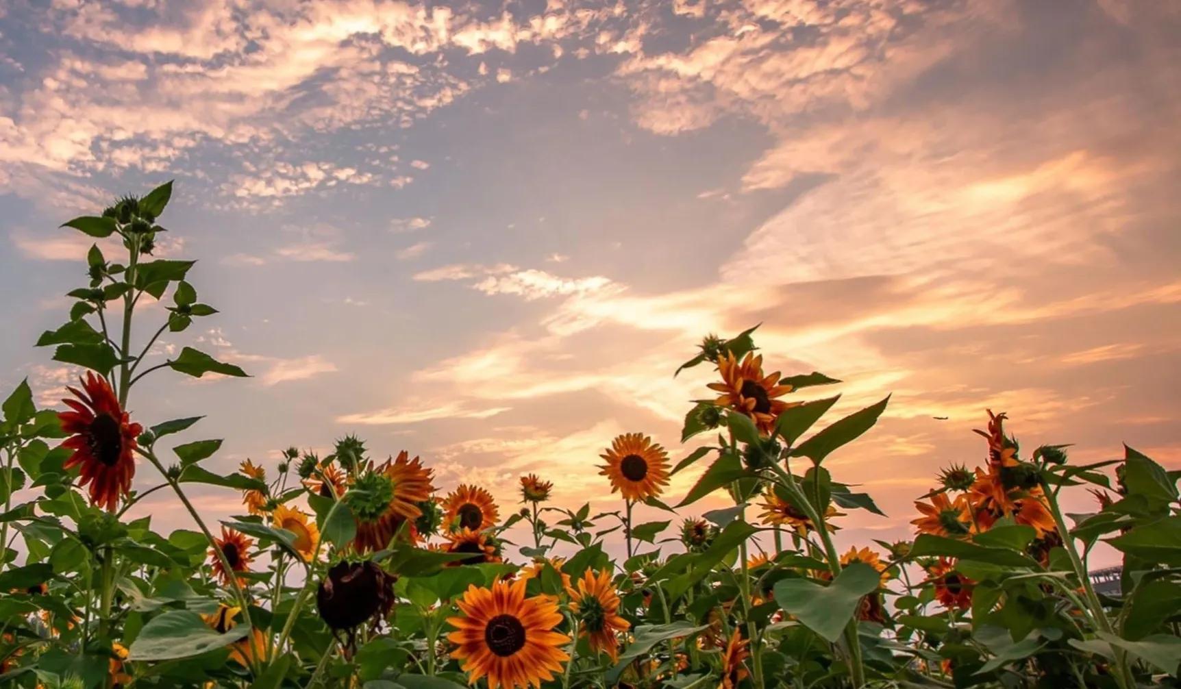 当你感到悲哀时最好去学些什么,当你感到悲伤时你会怎么做