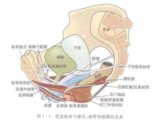 pc肌最强境界,pc肌初学入门