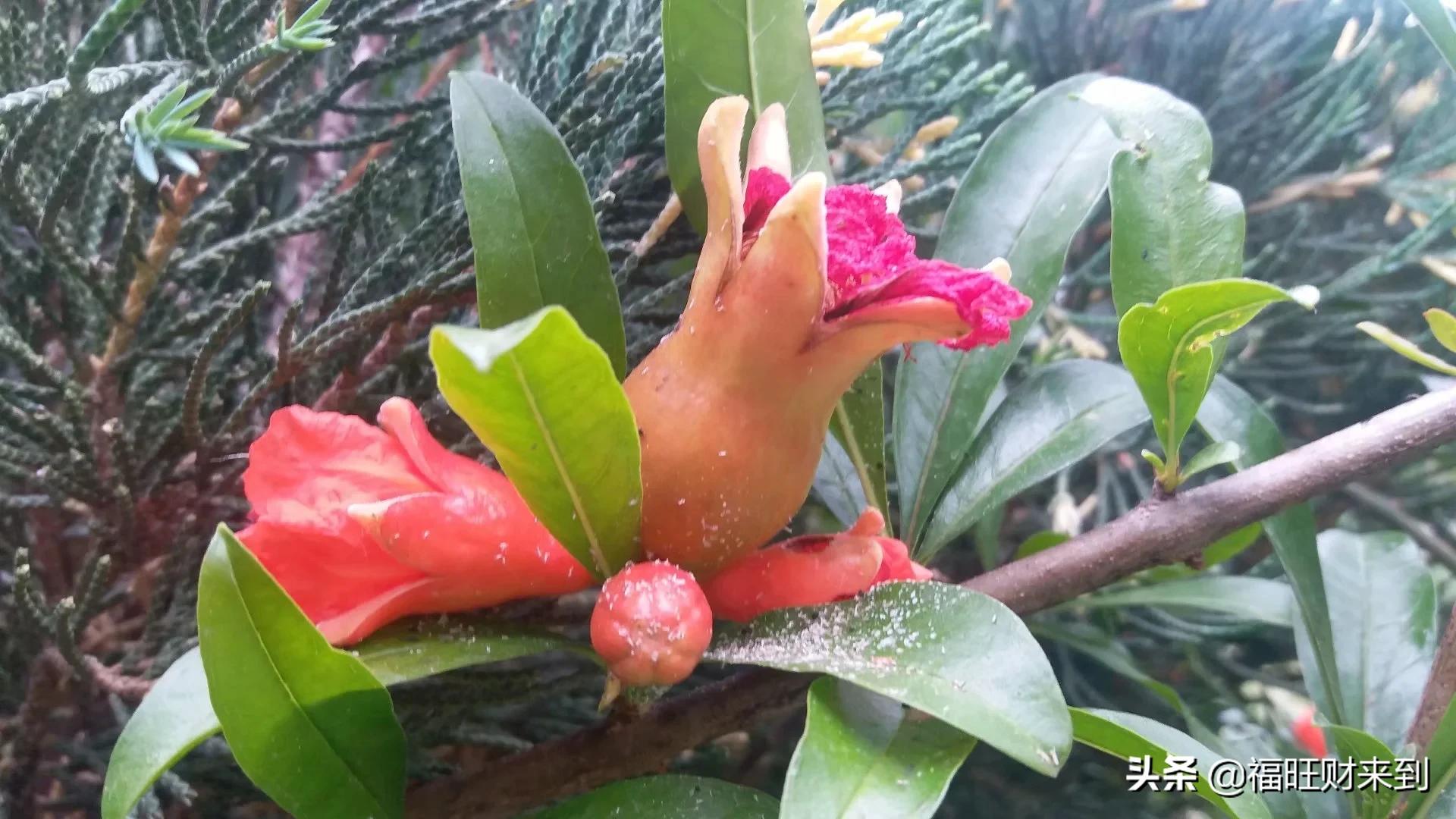 6月5号芒种,2018年6月6日芒种