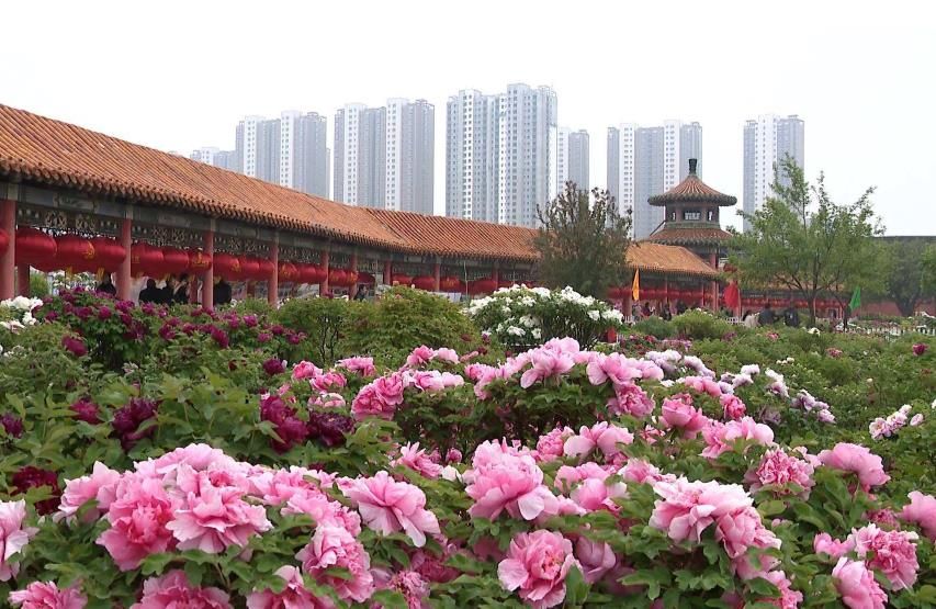 中国牡丹之乡山东菏泽,菏泽获得中国牡丹之都