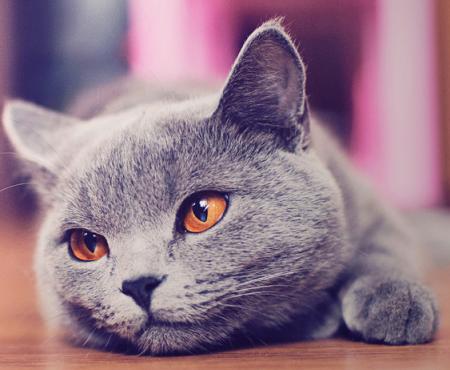 怎样预防猫的尿路结石,猫尿结石怎么治