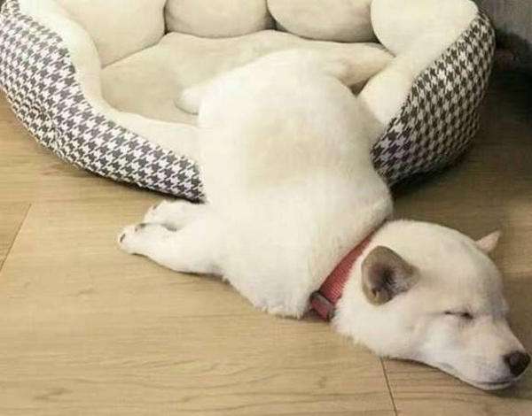 狗狗例假不流血怎么办,狗狗例假清洁