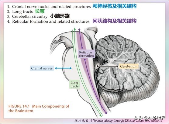 中脑和脑干的解剖,解剖神经系统脑干