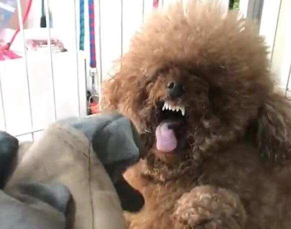 贵宾犬为什么不建议养,贵宾犬养大型好还是小型好