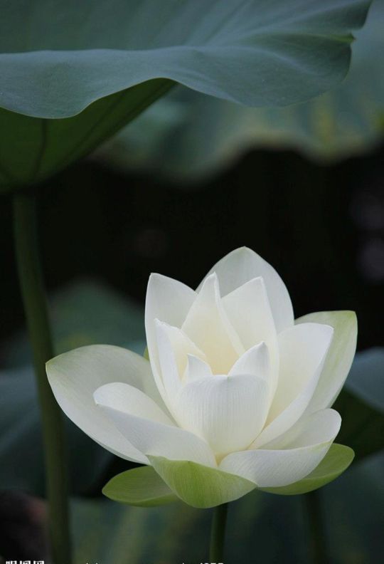 曹县花白鲢,曹县秦淮河