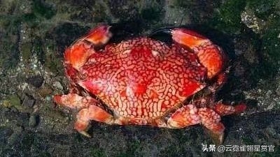 世界上的十种剧毒,世界上富有剧毒的十种生物