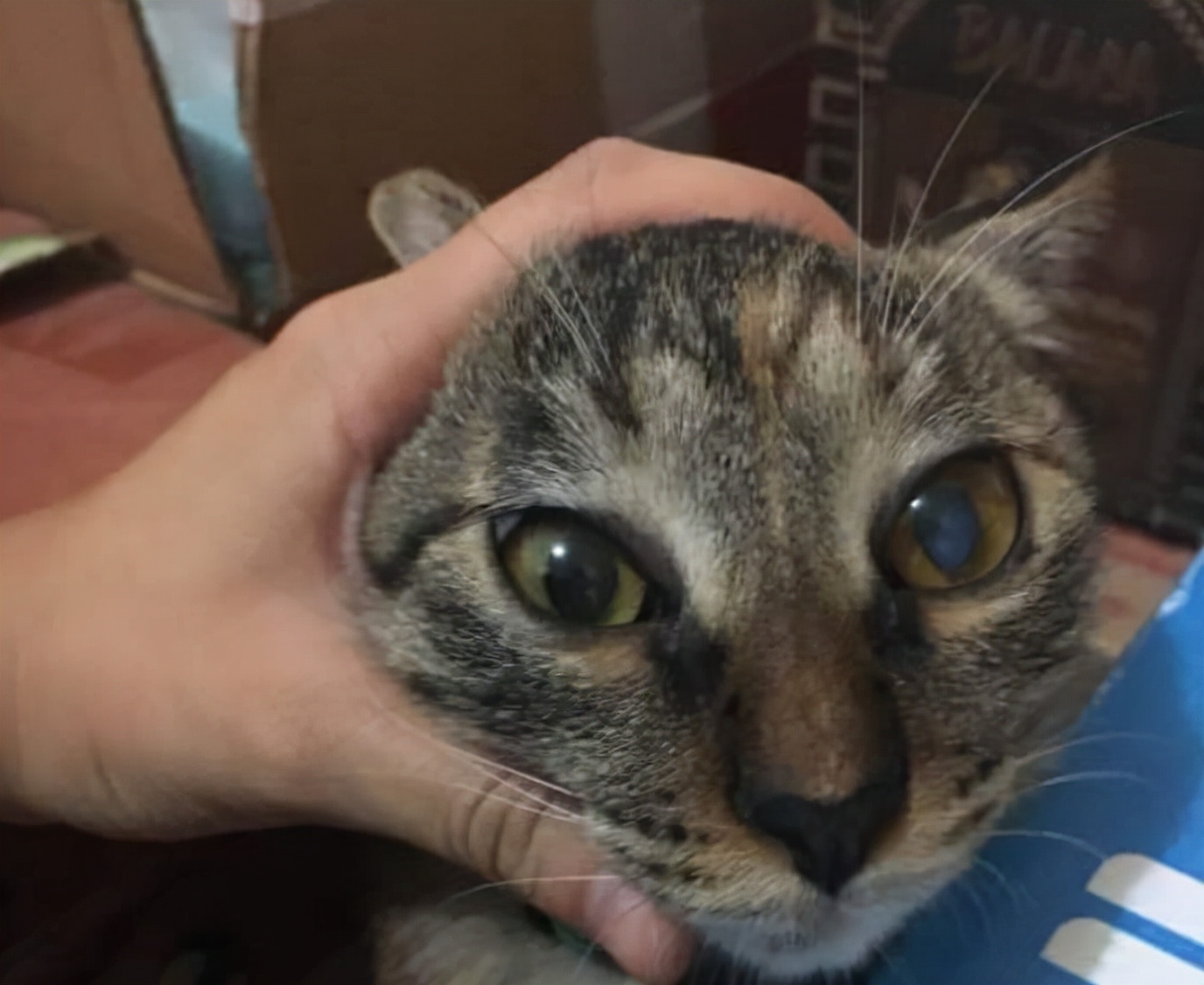 猫眼睛变色浑浊还看得见吗,猫眼睛变色了