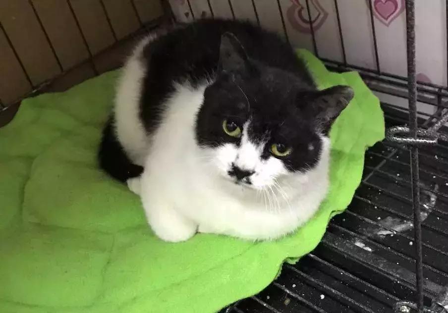 给它们一个家|线上宠物领养日,201903102