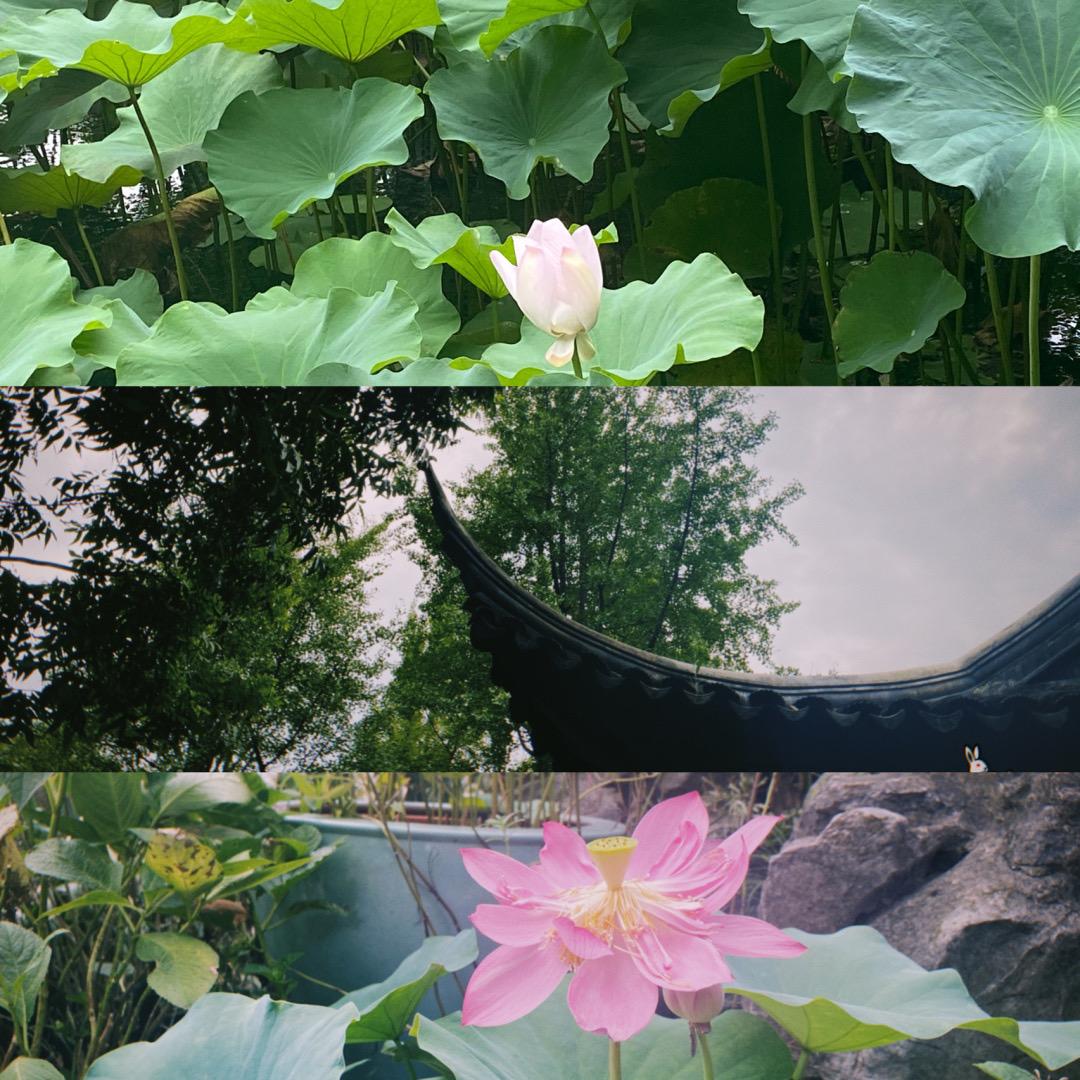 苏州美景图片手机壁纸,在苏州游玩随拍