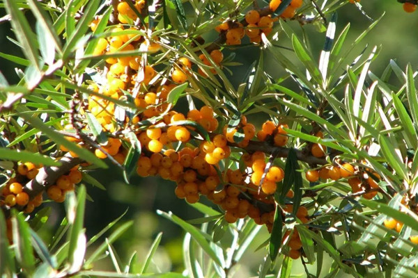 沙棘籽油的功效与作用喝法,沙棘籽油的功效与作用有哪些