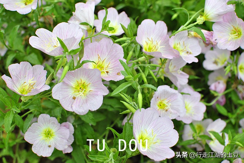 美丽月见草入药,美丽月见草性味归经