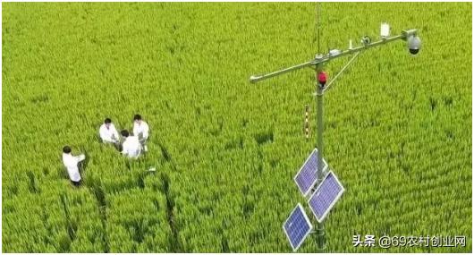 在农村创业九大赚钱项目,农村创业十大赚钱项目