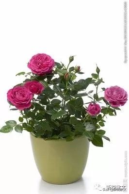 我是一朵永不凋零的花作文,我是一株玫瑰花作文