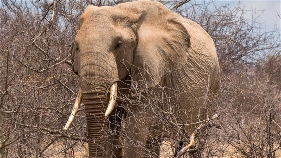 大象脚底可以感知很远的声音吗,大象听力来源于脚