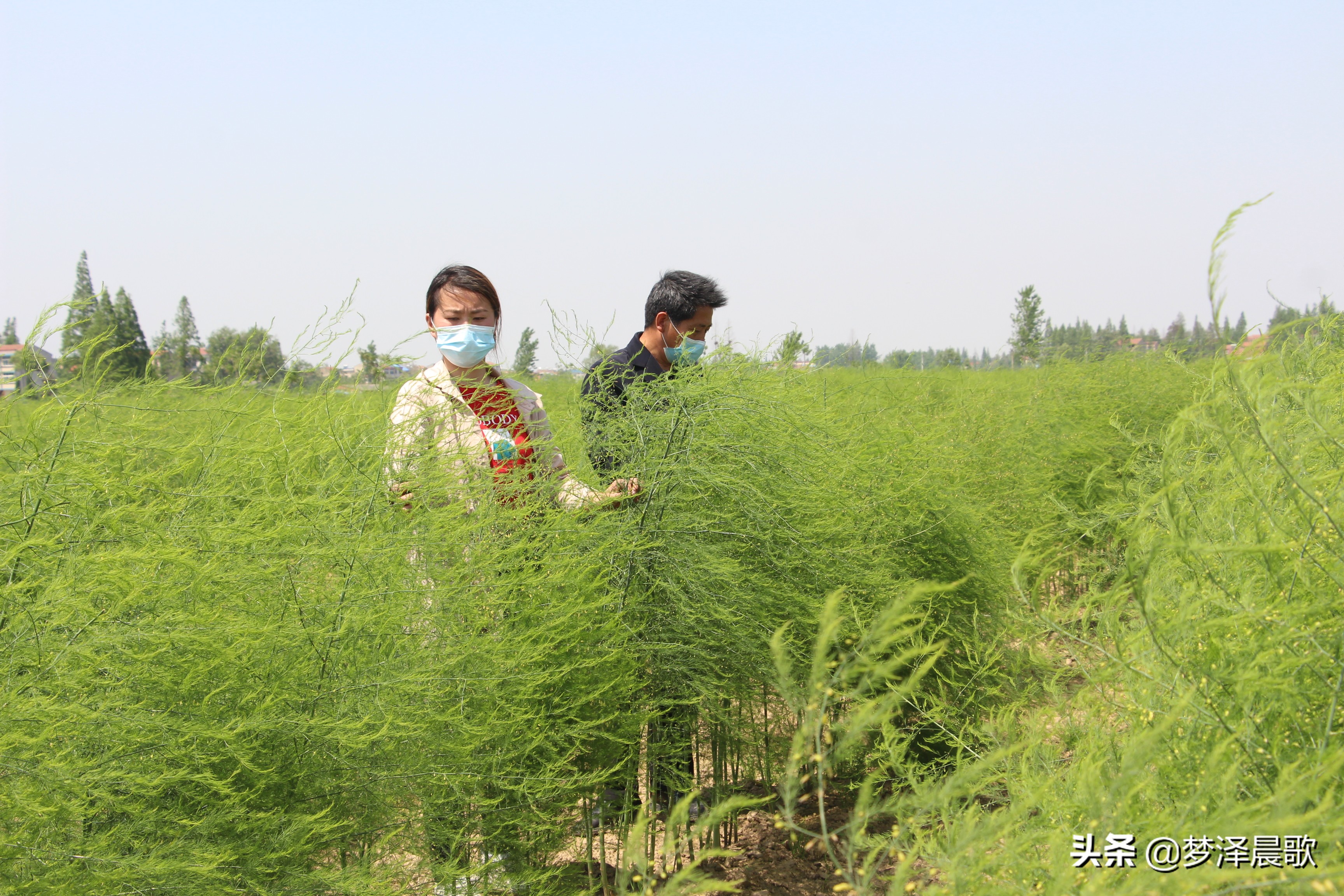 赣州芦笋基地,最新芦笋产业基地
