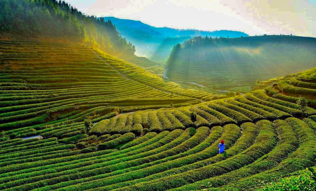 束氏茶业新模式,束氏茶界最新消息