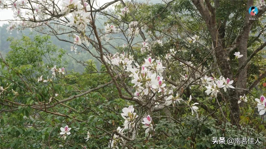 冰岛五寨糯五价格,冰岛五寨谁最有性价比