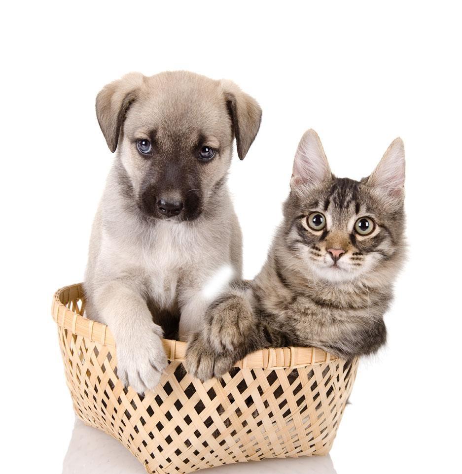 铲屎官吃饭猫也要吃怎么办,铲屎官猫吃了花会中毒