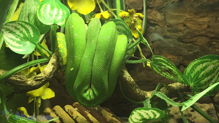 越南自驾游一日游视频,越南一日游芒街和谅山